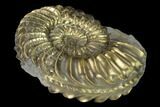 1.5" Pyritized (Pleuroceras) Ammonite Fossil - Germany - #131119-1